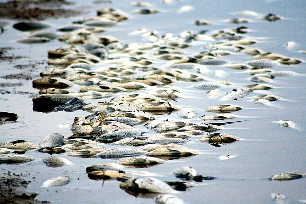 County halfway to phosphorus reduction goal on Fenwood Creek 