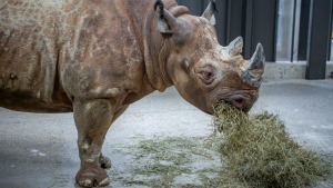 Milwaukee County Zoo prepares to open .6 million rhino exhibit